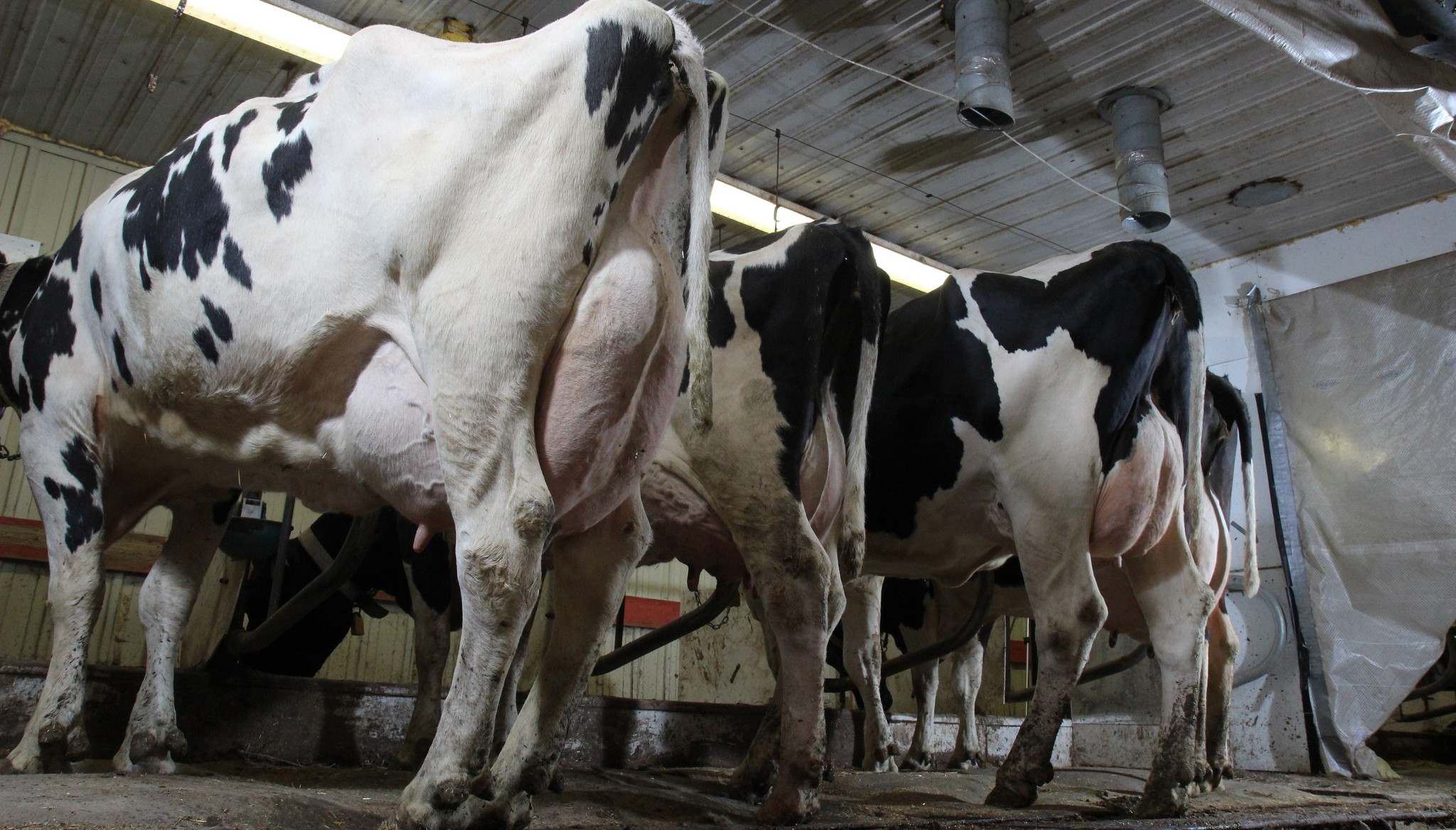 About Us Dairy Forage Research Station